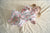 Sleepy Toddler Onesie Suit - Pinky Bears (All Year Round)